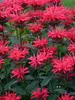 Monarda Red Velvet