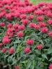 Monarda Red Velvet