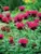 Monarda Raspberry-Wine