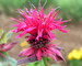 Monarda Raspberry-Wine