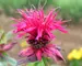 Monarda Raspberry-Wine