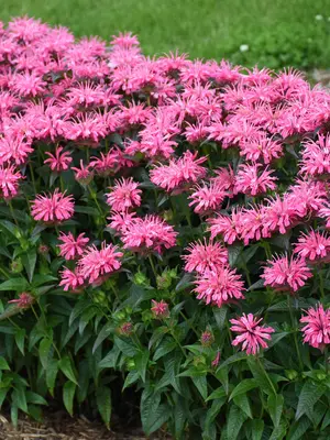 Link to Monarda Pink Chenille