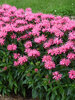 Monarda Pink Chenille