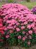 Monarda Pink Chenille