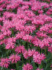 Monarda Pink Chenille