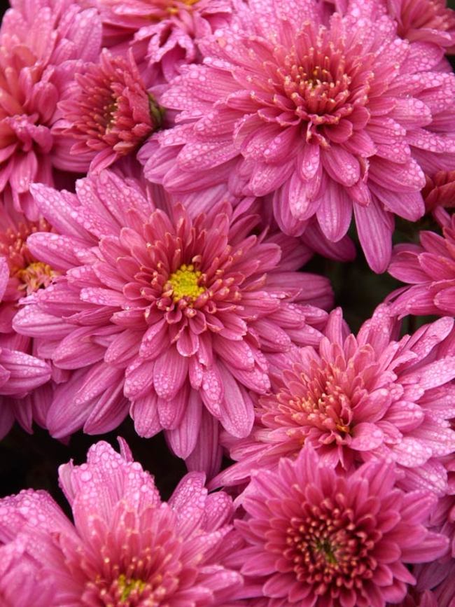 Chrysanthemum (Chrysanthemum x morifolium 'Misty Lilac Pink