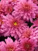 Mum Pink Crest