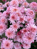 Chrysanthemum Prospector