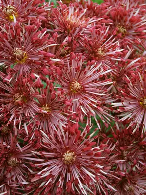 Link to Chrysanthemum Red Carousel