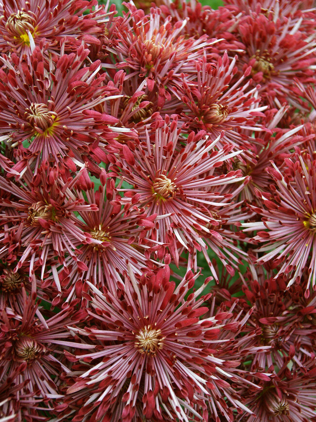 Mum Red Carousel