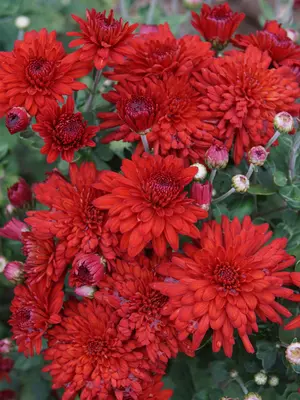 Link to Chrysanthemum Red Dandy