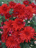 Chrysanthemum Red Dandy