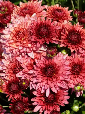 Link to Chrysanthemum Royal Glamour