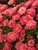 Mum Rose-Grenadine