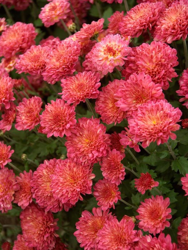 Chrysanthemum Rose Grenadine