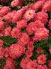 Mum Rose-Grenadine