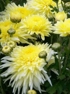 Link to Chrysanthemum Ruby Breithaupt