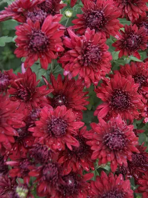Link to Chrysanthemum Ruby Mound