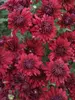 Mum Ruby-Mound