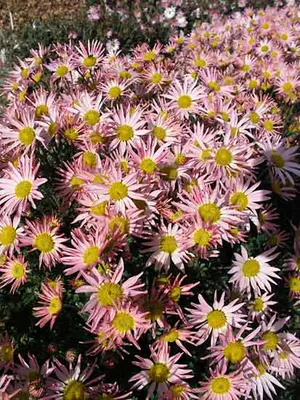 Link to Chrysanthemum Sheffield