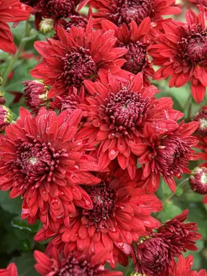 Link to Chrysanthemum Show Off