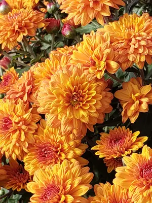 Link to Chrysanthemum Sienna Bronze