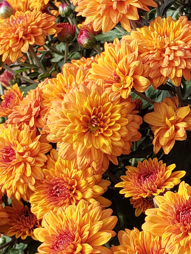 Chrysanthemum Sienna Bronze