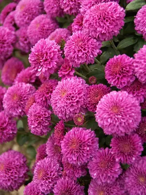 Link to Chrysanthemum Small Wonder