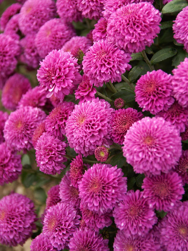 Chrysanthemum Small Wonder