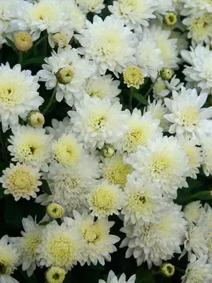 Link to Chrysanthemum Snowtime