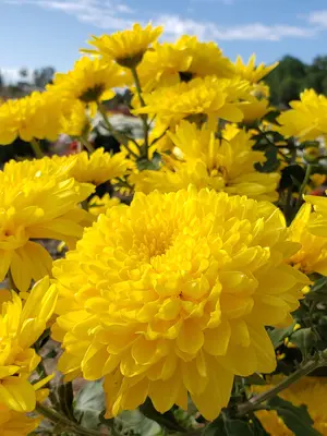 Link to Chrysanthemum Sombrero
