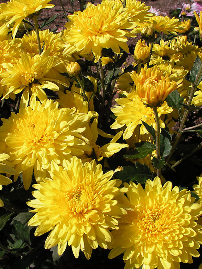 yellow chrysanthemum