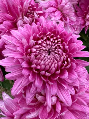 Link to Chrysanthemum Sparkling