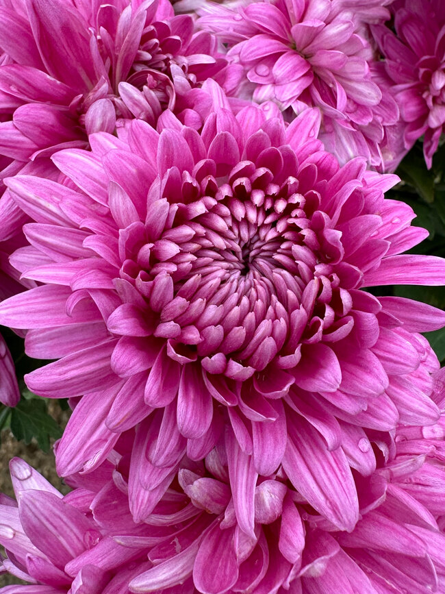 Chrysanthemum Sparkling (Mum, Large Flowered Garden Style Chrysanthemum)