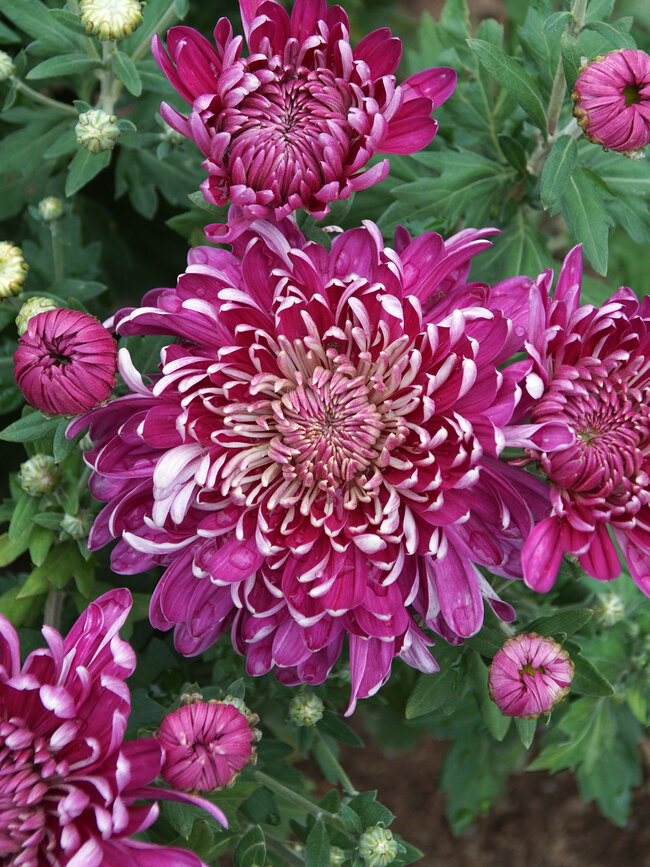 Chrysanthemum Sparkling Grape Bluestone Perennials