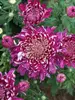 Chrysanthemum Sparkling Grape