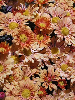 Chrysanthemum