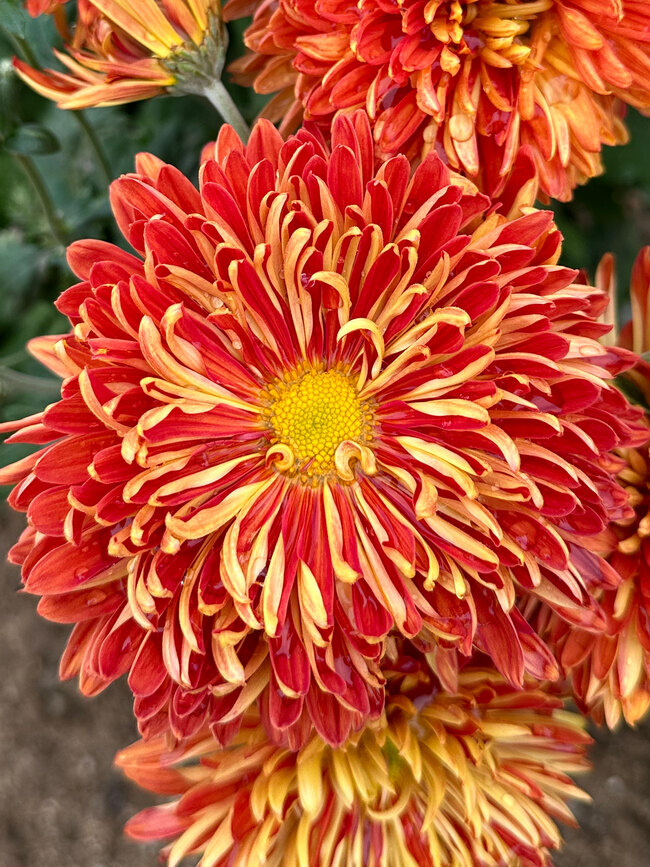 Chrysanthemum Stadium Queen