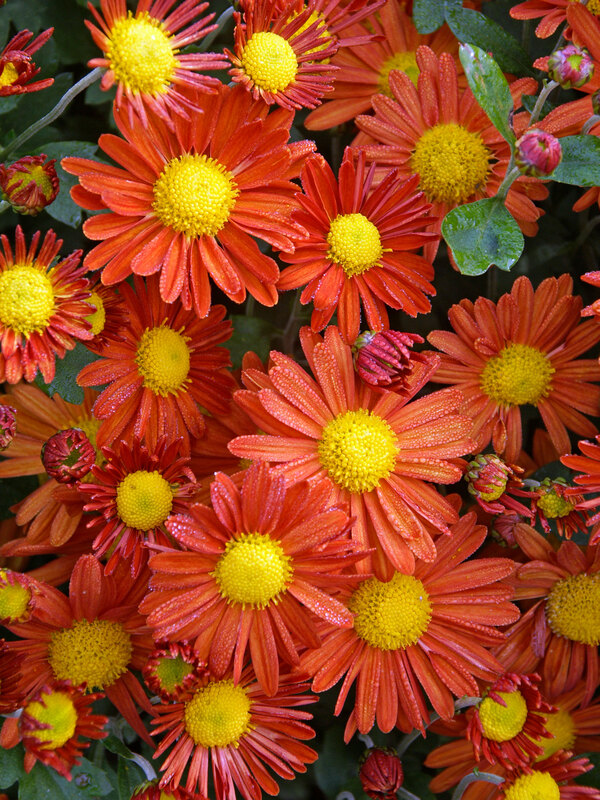 Chrysanthemum Tangerine Spoon