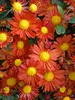 Chrysanthemum Tangerine Spoon