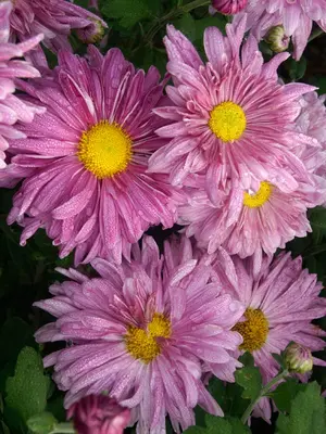 Link to Chrysanthemum Tenderness