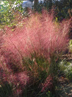 Link to Muhlenbergia Capillaris