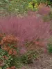 Muhlenbergia Capillaris
