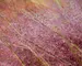 Muhlenbergia Capillaris