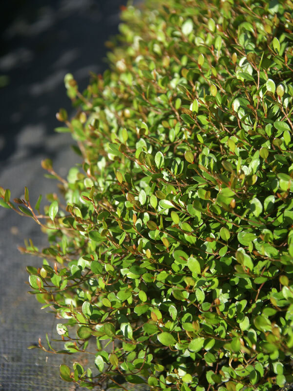 Muhlenbeckia Little Leaf
