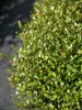 Muhlenbeckia Little Leaf