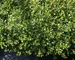 Muhlenbeckia Little Leaf
