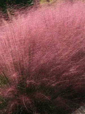 Link to Muhlenbergia Pink Cloud