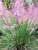 Muhlenbergia Pink Cloud