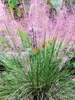 Muhlenbergia Pink Cloud